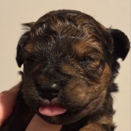 Solomon - Sable male Schnoodle puppy in Temple, Texas from Schnauzers Of Taylor