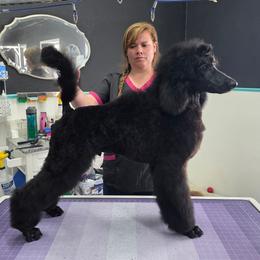 Chili Relleno - Black male Poodle puppy in Parker, Colorado from Pawsh K9’s