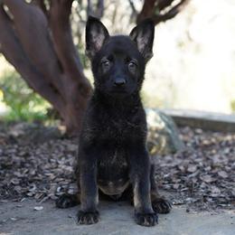 Mila - Sable female German Shepherd puppy in Coarsegold, California from Yosemite Shepherds