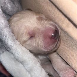 Goldendoodle Puppies from Arrowood’s precious doodles