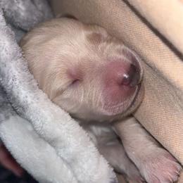Goldendoodle Puppies from Arrowood’s precious doodles