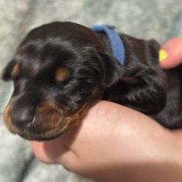 Blue male - Black and rust male Doberman Pinscher puppy in Tallmadge, Ohio from Premier Dobermans