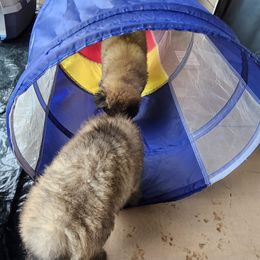 Belgian Tervuren Puppies from Baulerschmidt Belgians