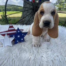 Elmer Fudd - Red and white male Basset Hound puppy in Lone Jack, Missouri from Wee Little Bassets