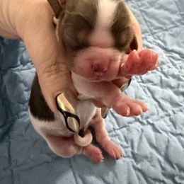 Pinocchio - Chocolate male Cavalier King Charles Spaniel puppy in Spring Hill, Florida from Wonderland Cavaliers
