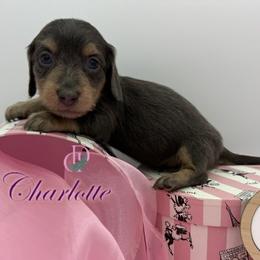 Charlotte - Blue and tan female Dachshund puppy in Waseca, Minnesota from Dragonfly Doxies