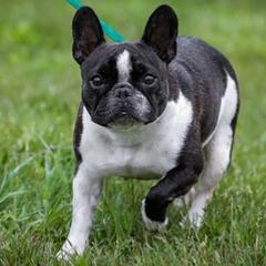 French Bulldogs from Rebekah Jakum