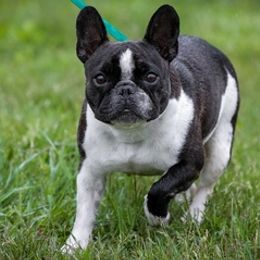 French Bulldogs from Rebekah Jakum