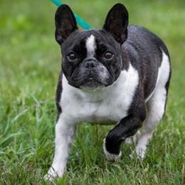 French Bulldogs from Rebekah Jakum