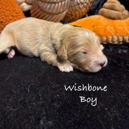 Wish Bone - Red  male Goldendoodle puppy in Rockville, Minnesota from Bracha Poodles & Doodles
