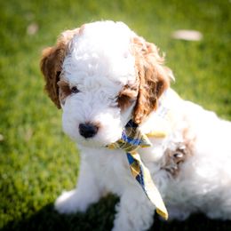 Poodle Puppies from Doodle Puppy Parti