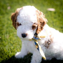 Poodle Puppies from Doodle Puppy Parti