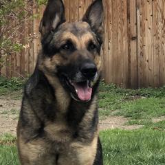 Ajax - German Shepherd