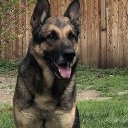 Ajax - German Shepherd