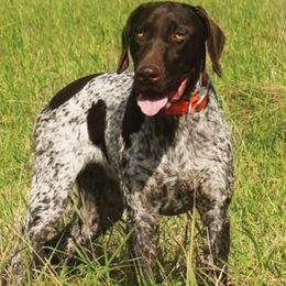 German Shorthaired Pointers from Rusty Fence Post Gun Dogs