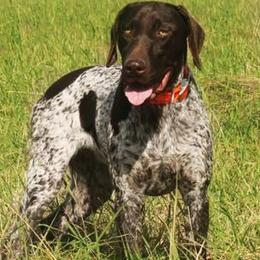 German Shorthaired Pointers from Rusty Fence Post Gun Dogs