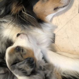 Miniature American Shepherd Puppies from Stones River Mini American Shepherds