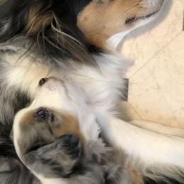 Miniature American Shepherd Puppies from Stones River Mini American Shepherds