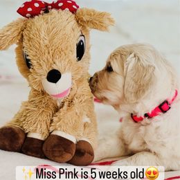 Miss Pink - Light golden female Golden Retriever puppy in Pocatello, Idaho from Dusk View Golden Retrievers