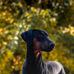Isla - Doberman Pinscher