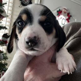 Dachshund Puppies from Empire's Dachshunds