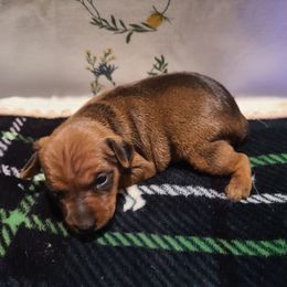 5 - Stag red Miniature Pinscher puppy in Phelan, California from Desert Rose Kennel