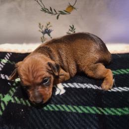5 - Stag red Miniature Pinscher puppy in Phelan, California from Desert Rose Kennel