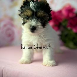Marla - Black tan and white female Biewer Terrier puppy in Lathrop, California from Forever Charmed