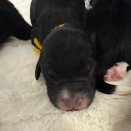 Wreath Cookie - Phantom male Bernedoodle puppy in Hegins, Pennsylvania from Bubbling Springs Doodles, LLC