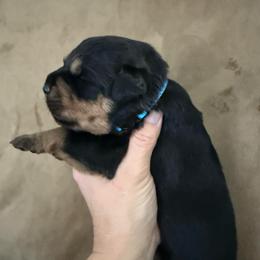 Luna - Black and tan female Rottweiler puppy in Newfoundland, Pennsylvania from Poconopaws
