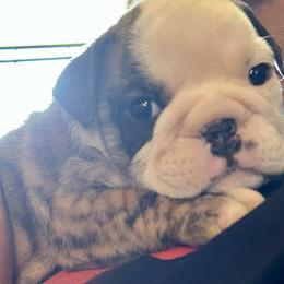 Pepper - Brindle female Bulldog puppy in Ranger, Texas from Select Bulldogs
