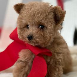 AKC BENTLEY - Brown male Poodle puppy in Taylorsville, North Carolina from SilverLining highlands and hounds
