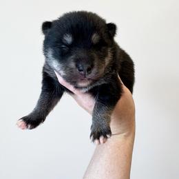 Yorick - Tri-color male Pomsky puppy in Boonville, Indiana from Elysian Pomskies