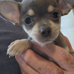 Blake - Blue and white male Chihuahua puppy in Nc, Florida from Brusseluv2