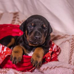 Blue Boy - Black and rust male Doberman Pinscher puppy in Shelby, North Carolina from IronBee Dobermans