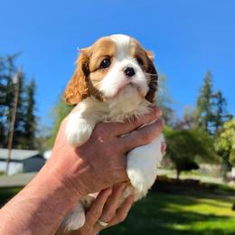 AKC Elizabeth - Blenheim female Cavalier King Charles Spaniel puppy in Bonney Lake, Washington from House of Happy Cavaliers