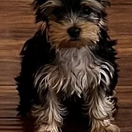 Yorkshire Terrier Puppies from Kathy's Yorkies