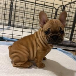 Tucker - Fawn and white male French Bulldog puppy in Madison, Wisconsin from MadCity Frenchies