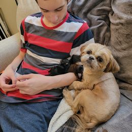 Shih Tzu Puppies from Chimera Shih Tzu