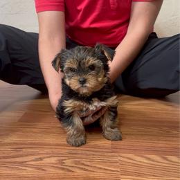 Female 1 - Yorkshire Terrier