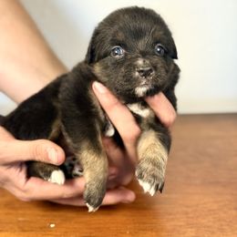 Girl 4 - Black tri female Miniature American Shepherd puppy in Eugene, Oregon from AKC Emerald Valley Minis