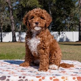 Splendor - Goldendoodle puppy from Bundle of Joy Doodles