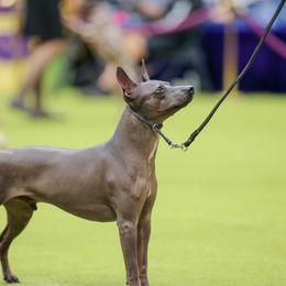 American Hairless Terrier All Grown Up from Strider’s American Hairless Terriers