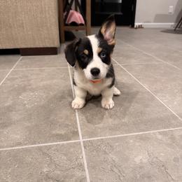Pembroke Welsh Corgi Puppies from Ruidoso's Crowned Companions