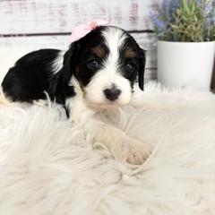 Macadamia - Tri-color female Cavapoo puppy in Nixa, Missouri from Davis Family Doodles