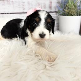 Macadamia - Tri-color female Cavapoo puppy in Nixa, Missouri from Davis Family Doodles