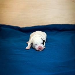 Blue collar - Blue speckled male Australian Cattle Dog puppy in Spokane, Washington from 4D Cattle Dogs