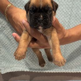 Red - Roman (Rome) - Fawn male Boxer puppy in Suitland, Maryland from PrideNJoy Boxers