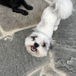 Teddy - Shih Tzu