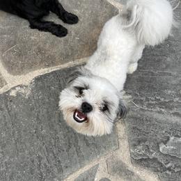 Teddy - Shih Tzu